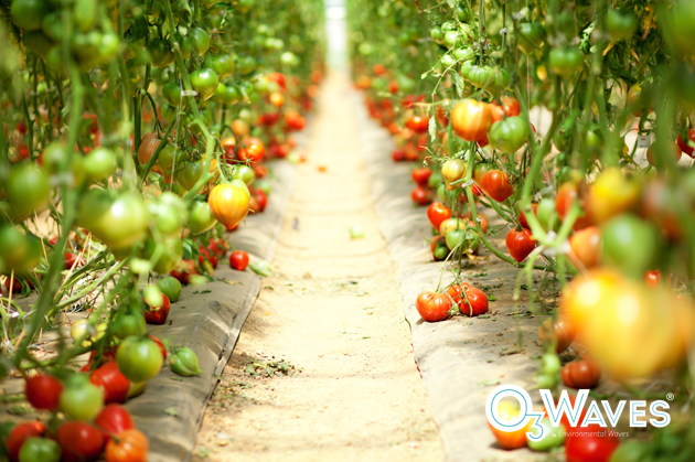 Aplicación del ozono en la agricultura